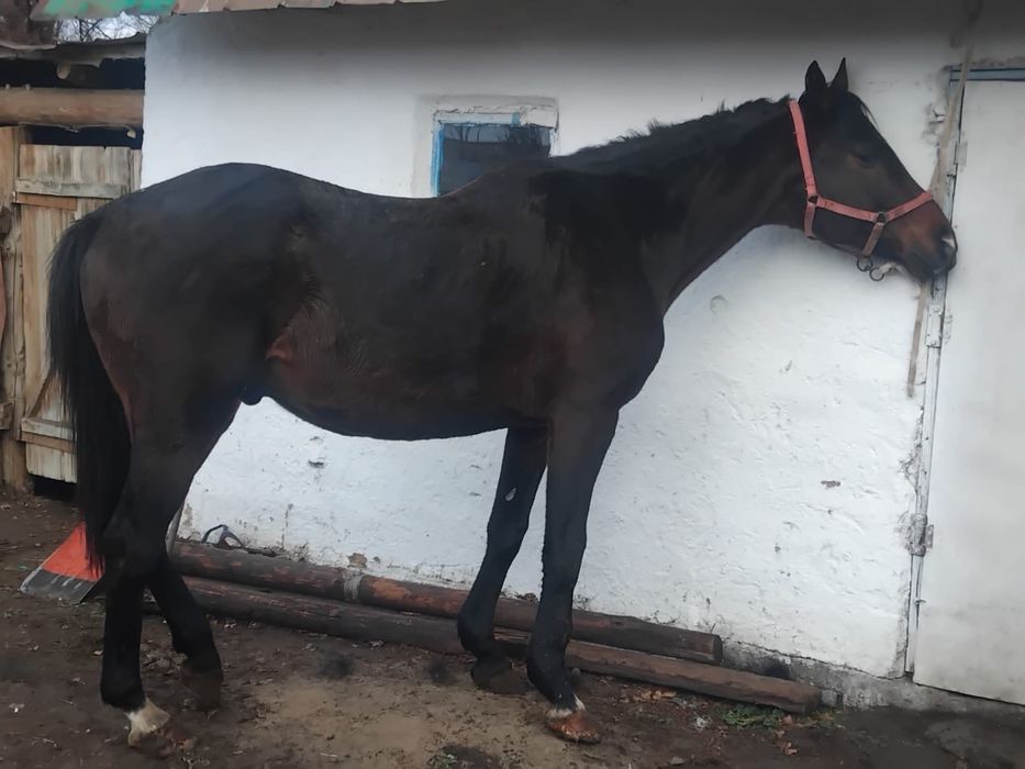 Ағылшын, айғырлыққа Ресейден келген