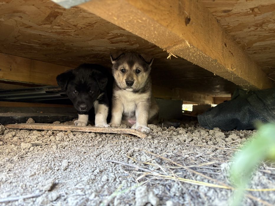 Adoptie caine talie medie / mare