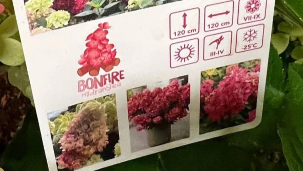 Гортензия Бонфаер. Новые сорта.