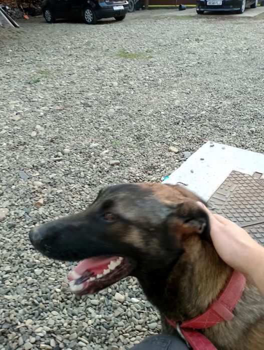 Donez Ciobanesc Belgian Femela