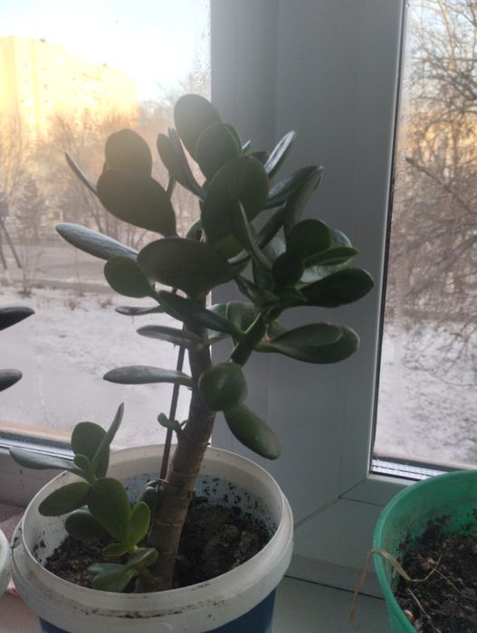 Комнатные цветы ( денежное дерево)