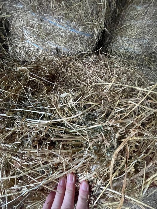 Vând baloți de lucernă.