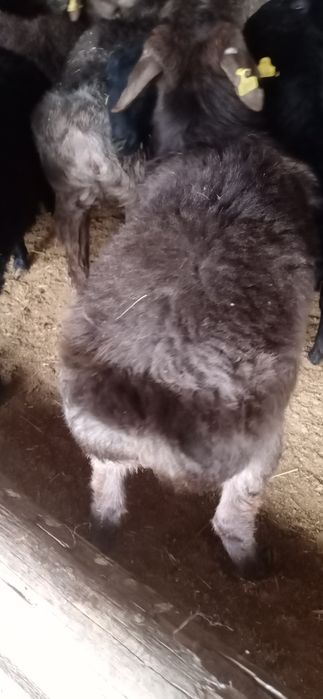 Токтылар сатылады