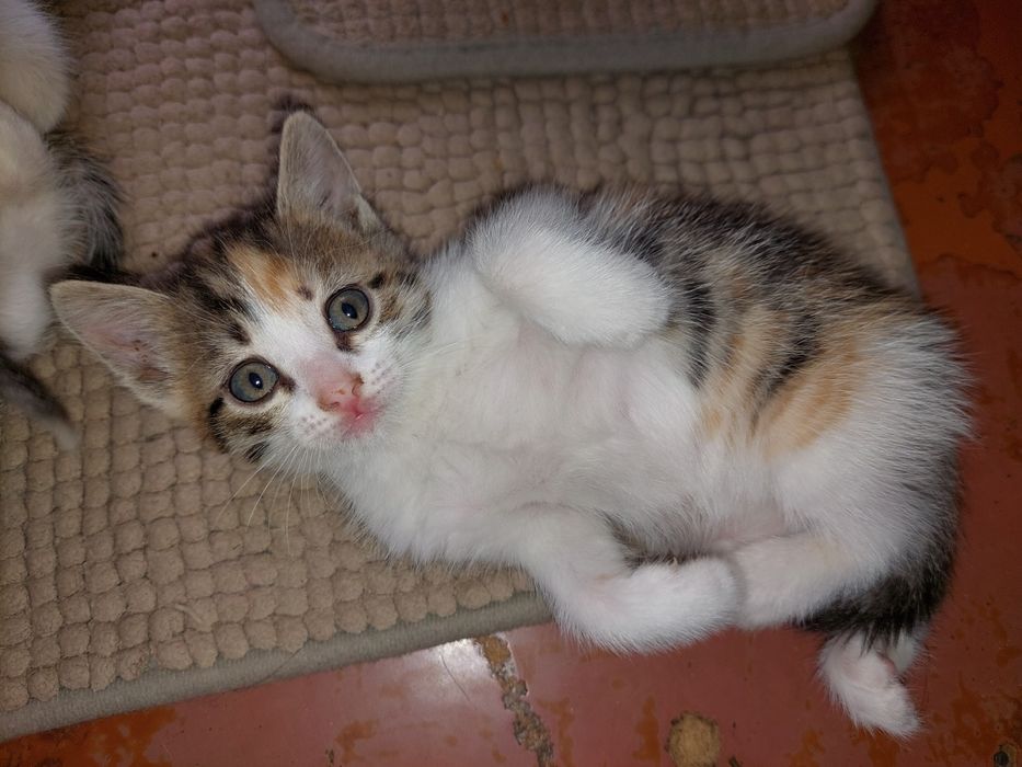 Отдам в добрые руки котёнка.