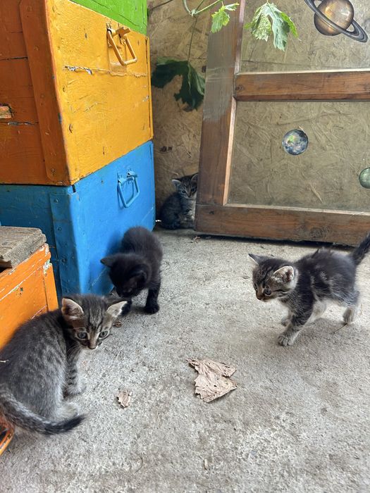 Котята
