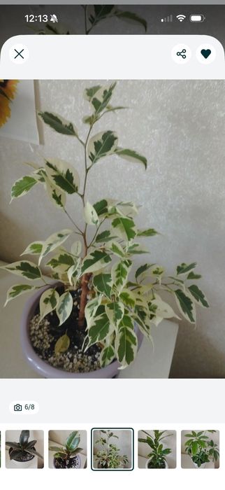 Комнатные растения, район Евразии