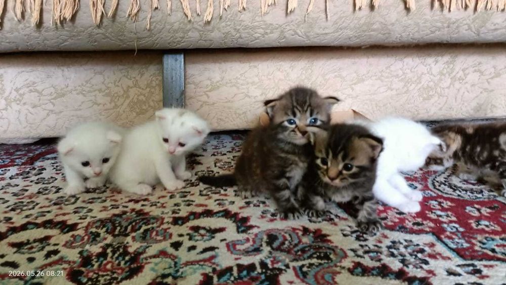 Породистые котята