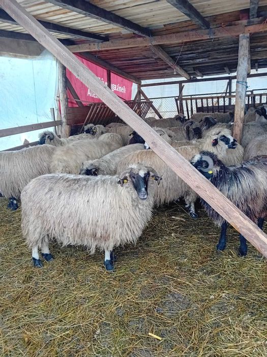 oi tinere de talie mare