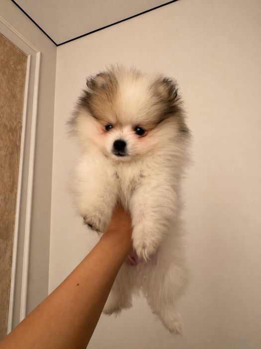 Щпиц померанский срочно!!!