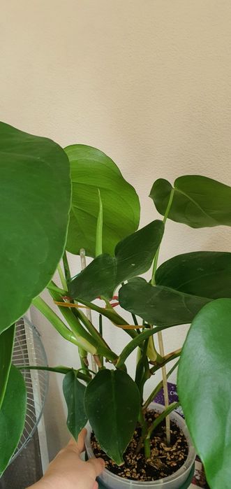 Монстера делициоза