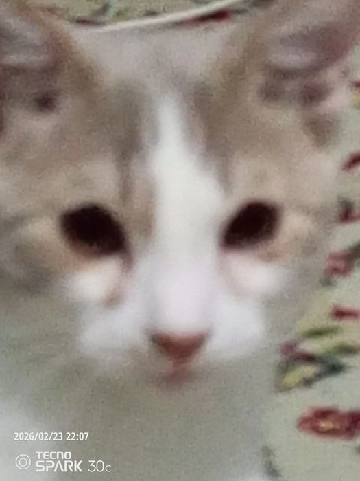 Tecno Spark 30c название