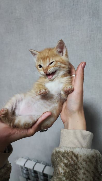 Котята ищут семью