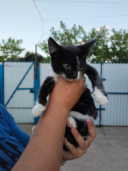 Отдам котенка в добрые руки