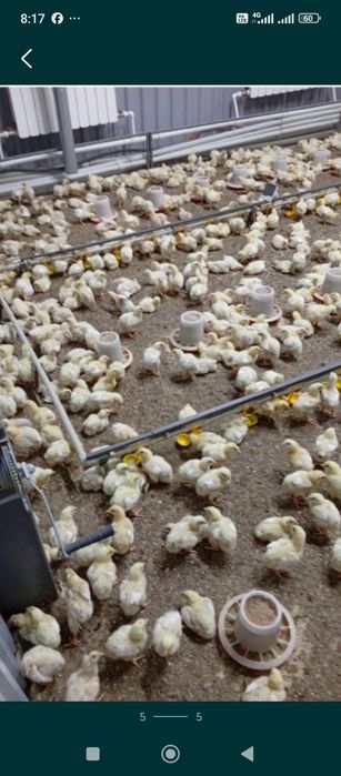 Бройлер балапан цыплята бройлер