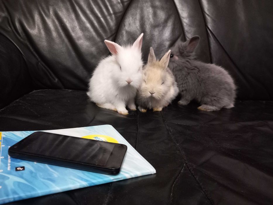 vand iepuri pui ,rasa pitica de 8 saptamani