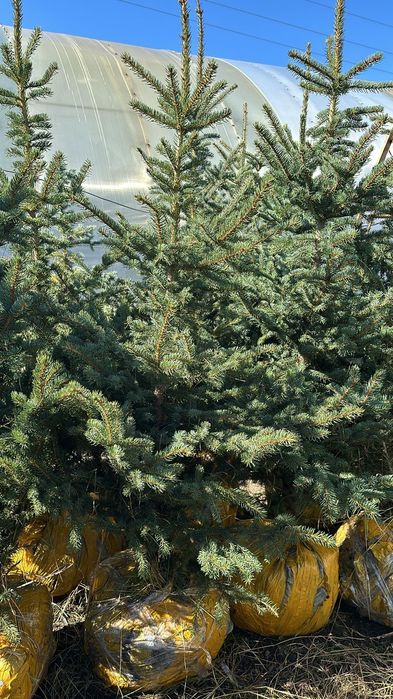 Продаются  ЕЛИ, Тополя