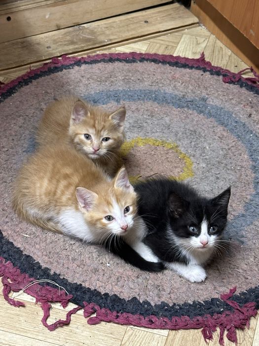 Отдадим котят в хорошие руки!