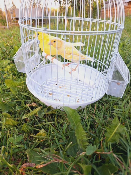 Vand Perusi. Canar .