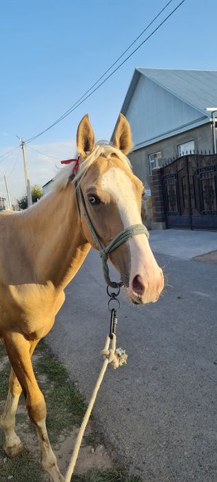 Продаётся жеребец