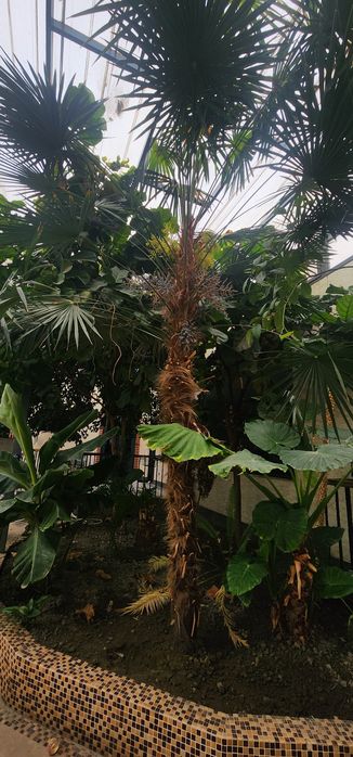 Washingtonia robusta (вашингтония мощная).