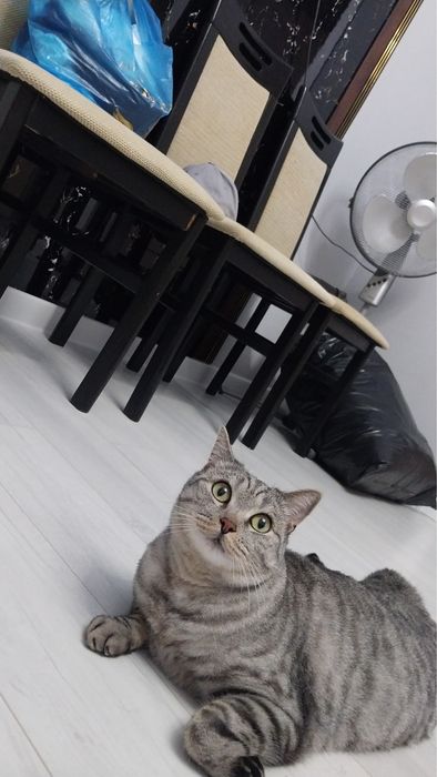 Британский кот, короткошерстный