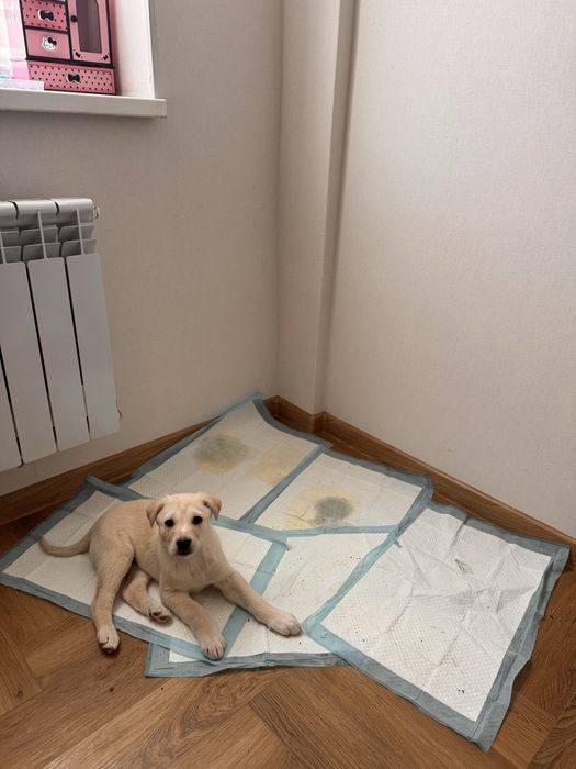 Щенок девочка ищет дом