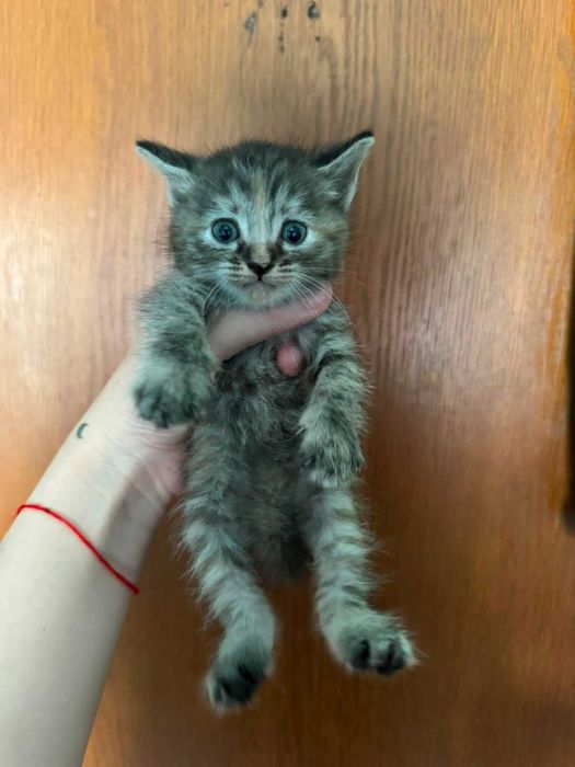 Отдам красивых котят!!!