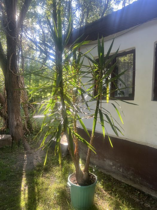 Floare de interior yucca