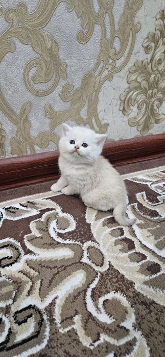 Britanskiy skotish strayd.