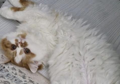 Отдам в хорошие руки кошку