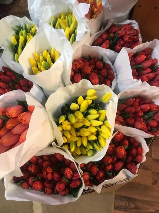 Тюльпаны напрямую с Теплиц Казахстана