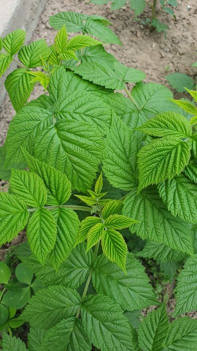 Продам саженцы малины