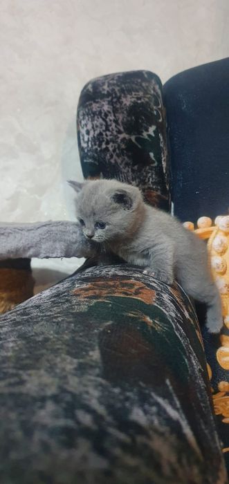 Продаются котята вислоухие.
