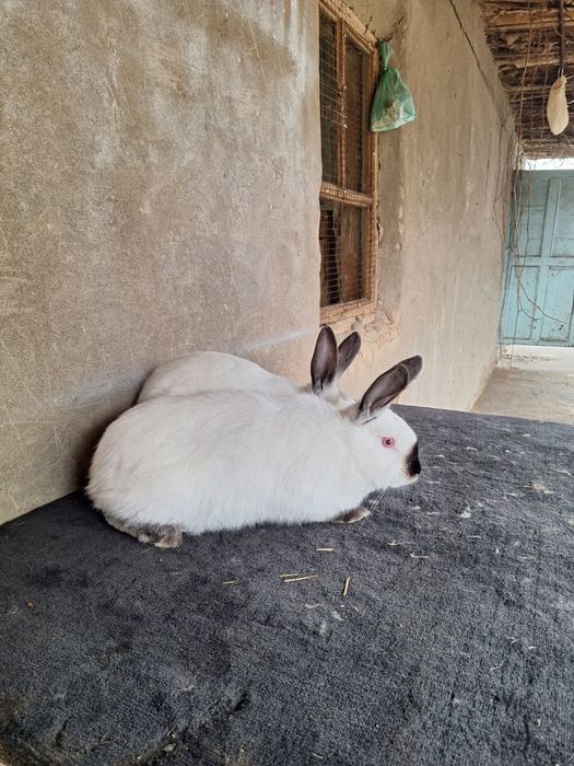 Пара молодых  Калифорний