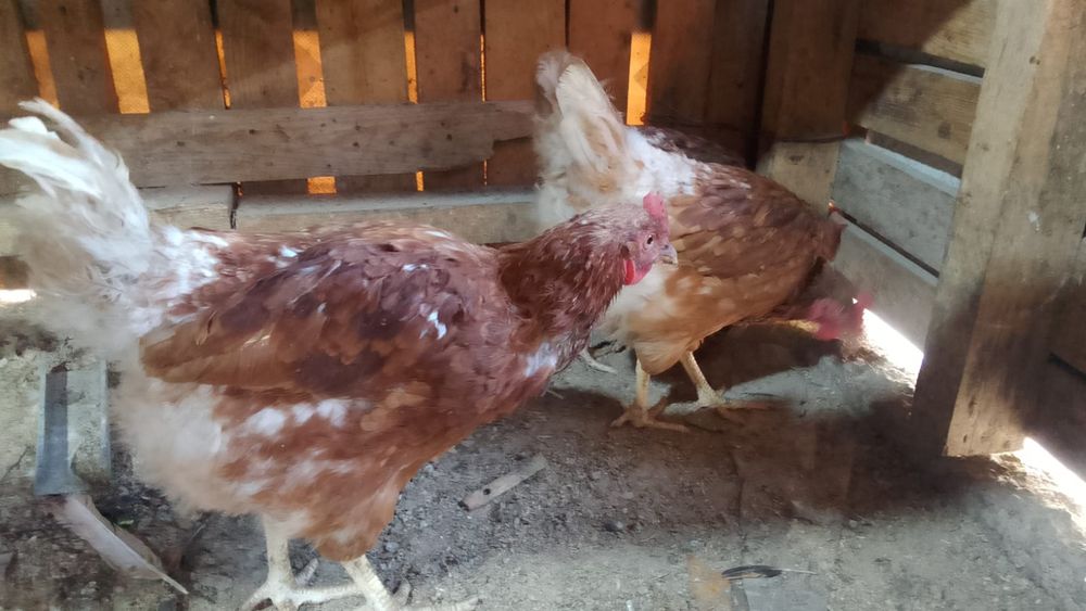 Продам куры домашние