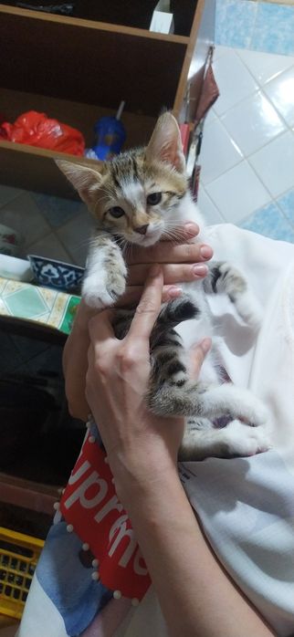 Котята, домашние