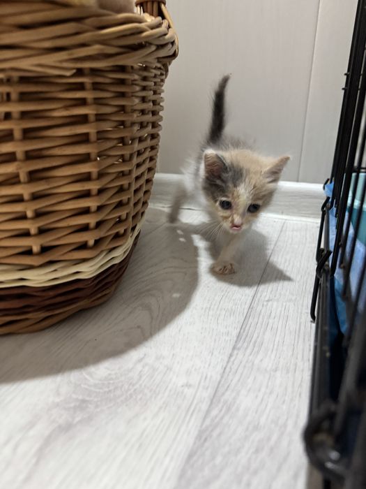 Котенок девочка  ищет дом! Костанай ! Привезем !
