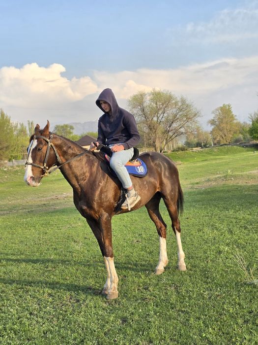 Жеребец Айгыр Лошадь