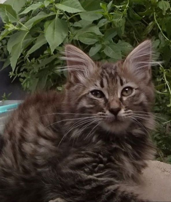 Котик мальчик пушистый