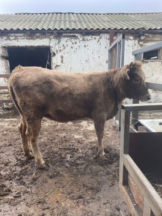 Корова телка молодая