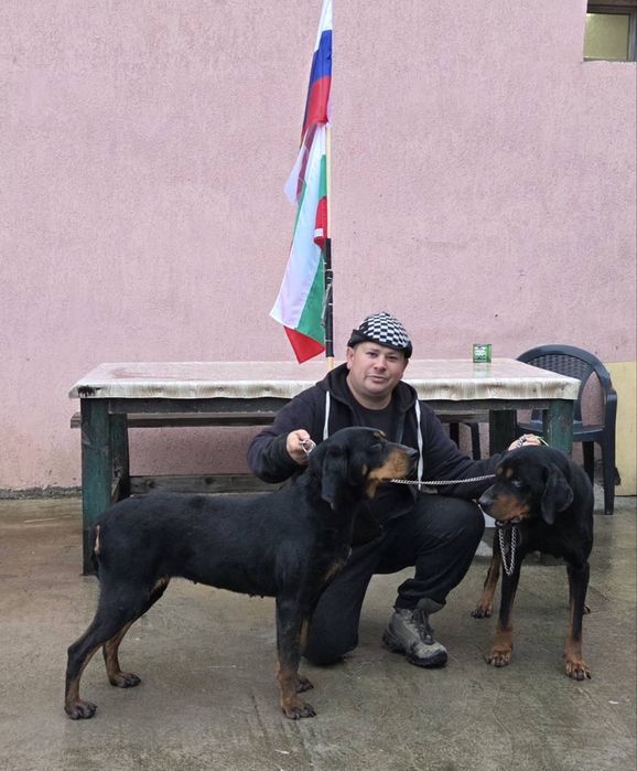 Българско гонче Женски