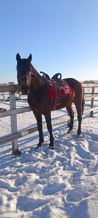 Продам жеребеца айгыр сатам