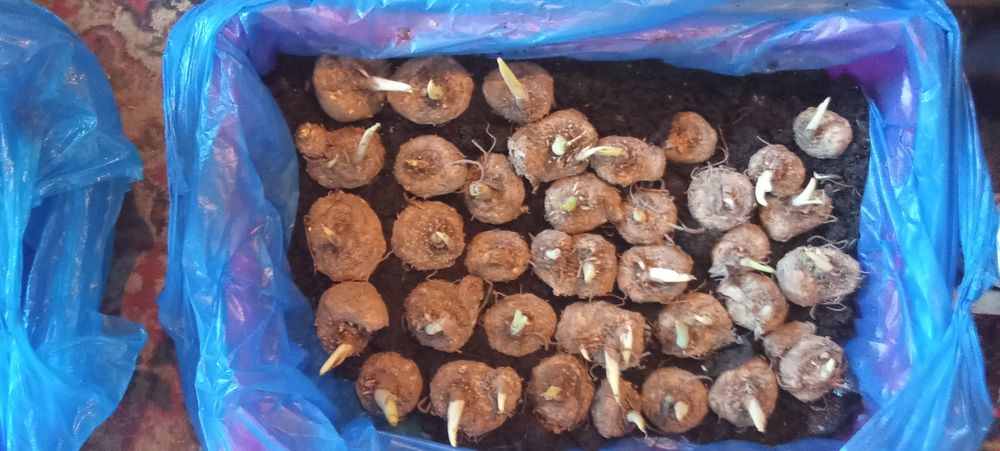 Продам КАЛЛЫ  сортовые