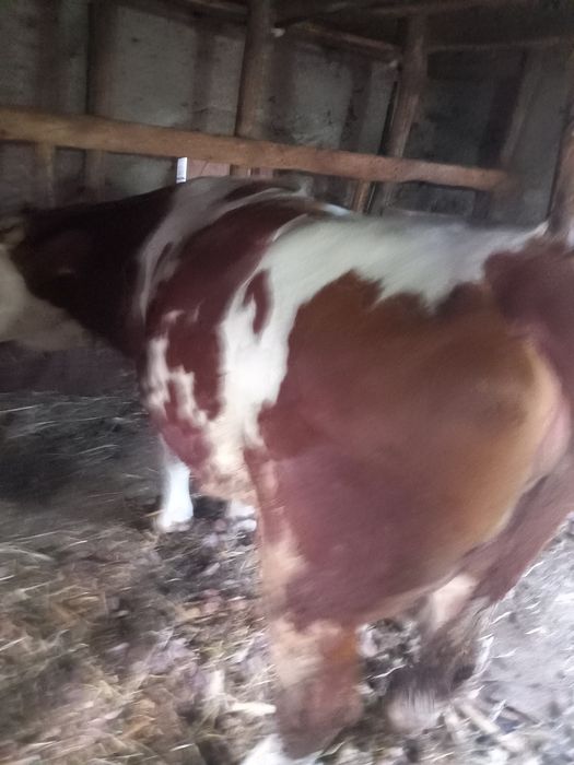 Vand vaca tanara gestanta în noua luni.