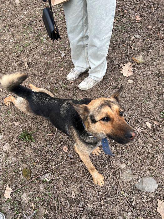 Верный друг ищет дом