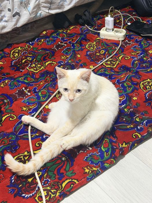 котенок в добрые руки