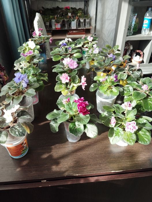 Фиалки разные виды