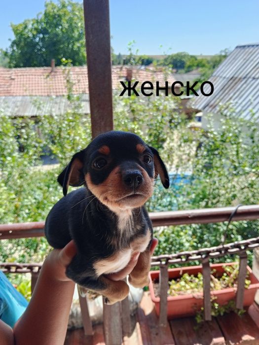 Сърнити пинчери много игриви и жизнени