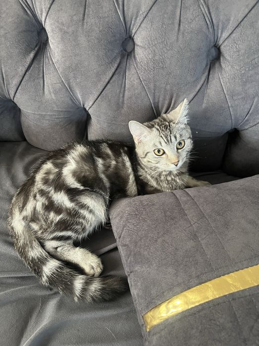 Котенок породистый