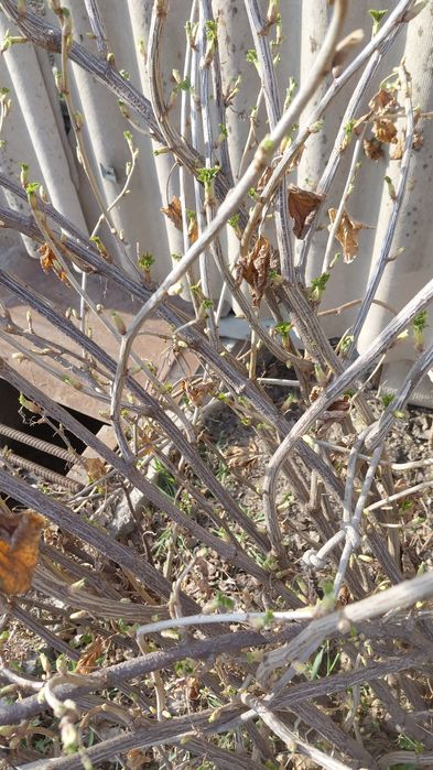 Саженцы смародины